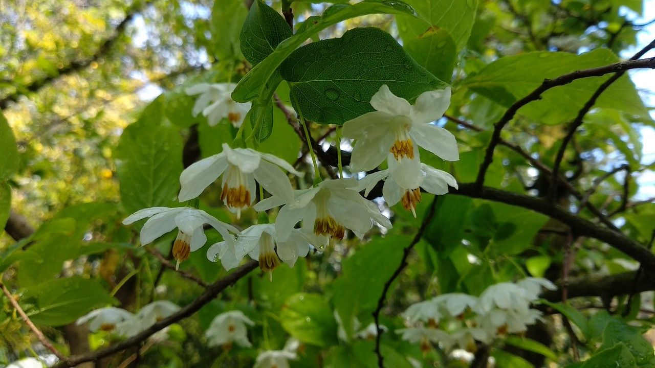 Sinojackia xylocarpa flower