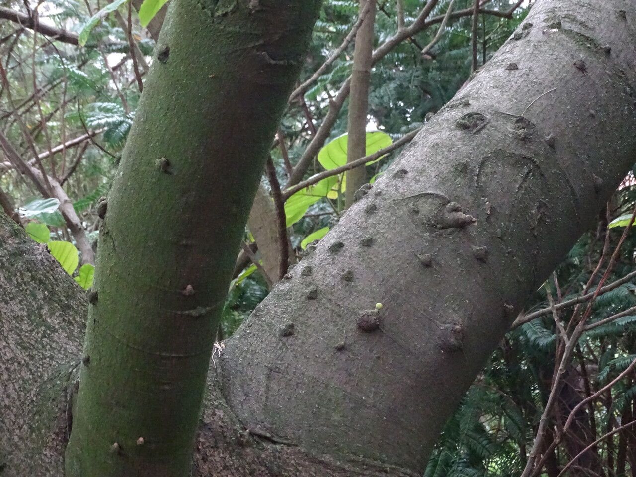 Ficus subpisocarpa bark