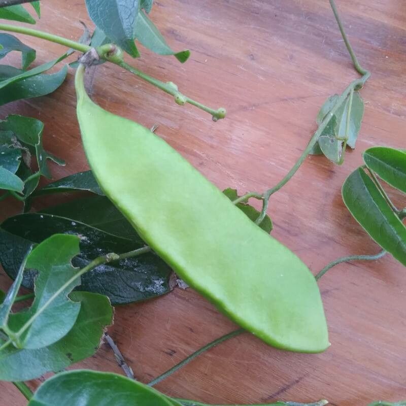 Pyrostegia venusta fruit
