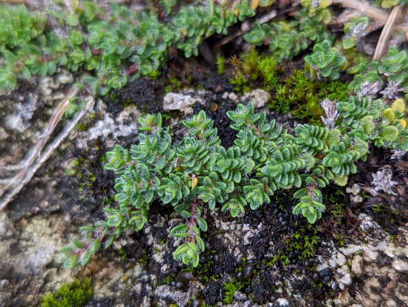 Thymus villosus — search result for 'Thymus'