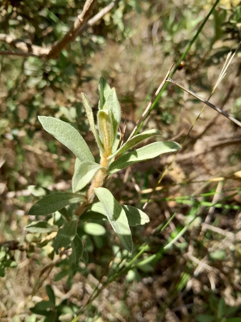 Helichrysum benthamii leaf