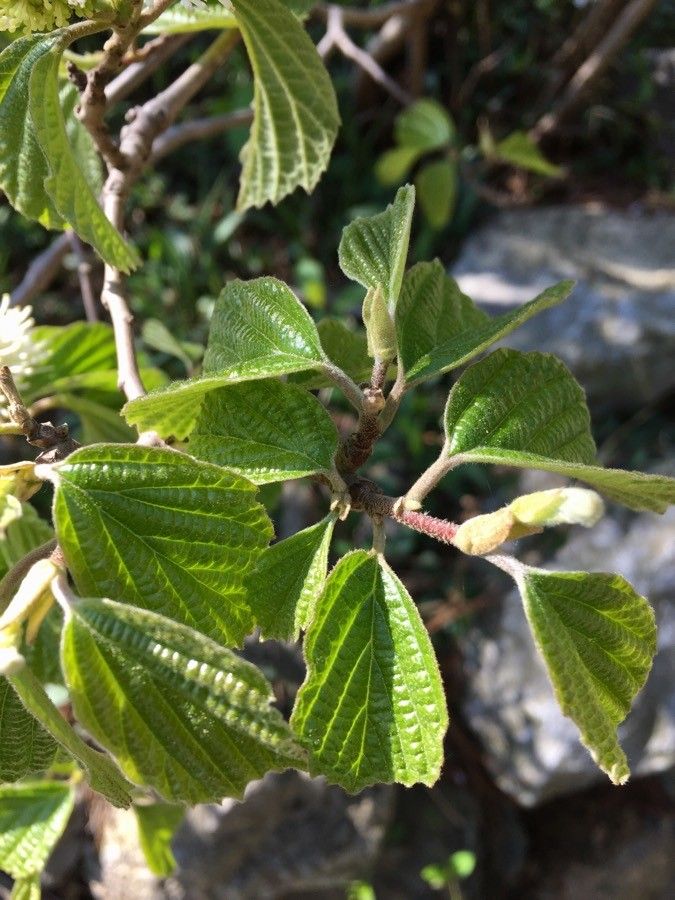 Fothergilla major — large blooms houseplant