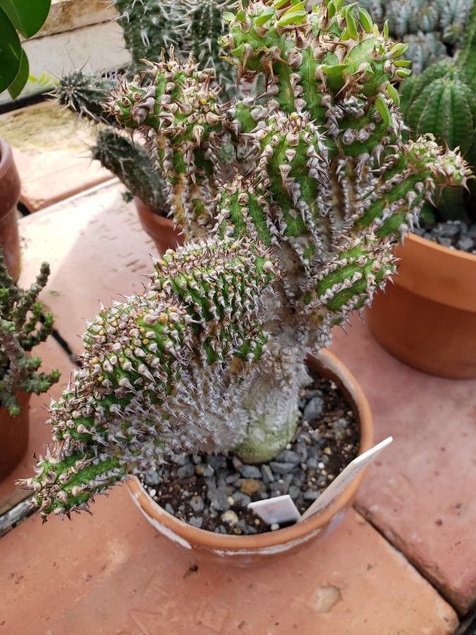 Euphorbia phillipsiae habit