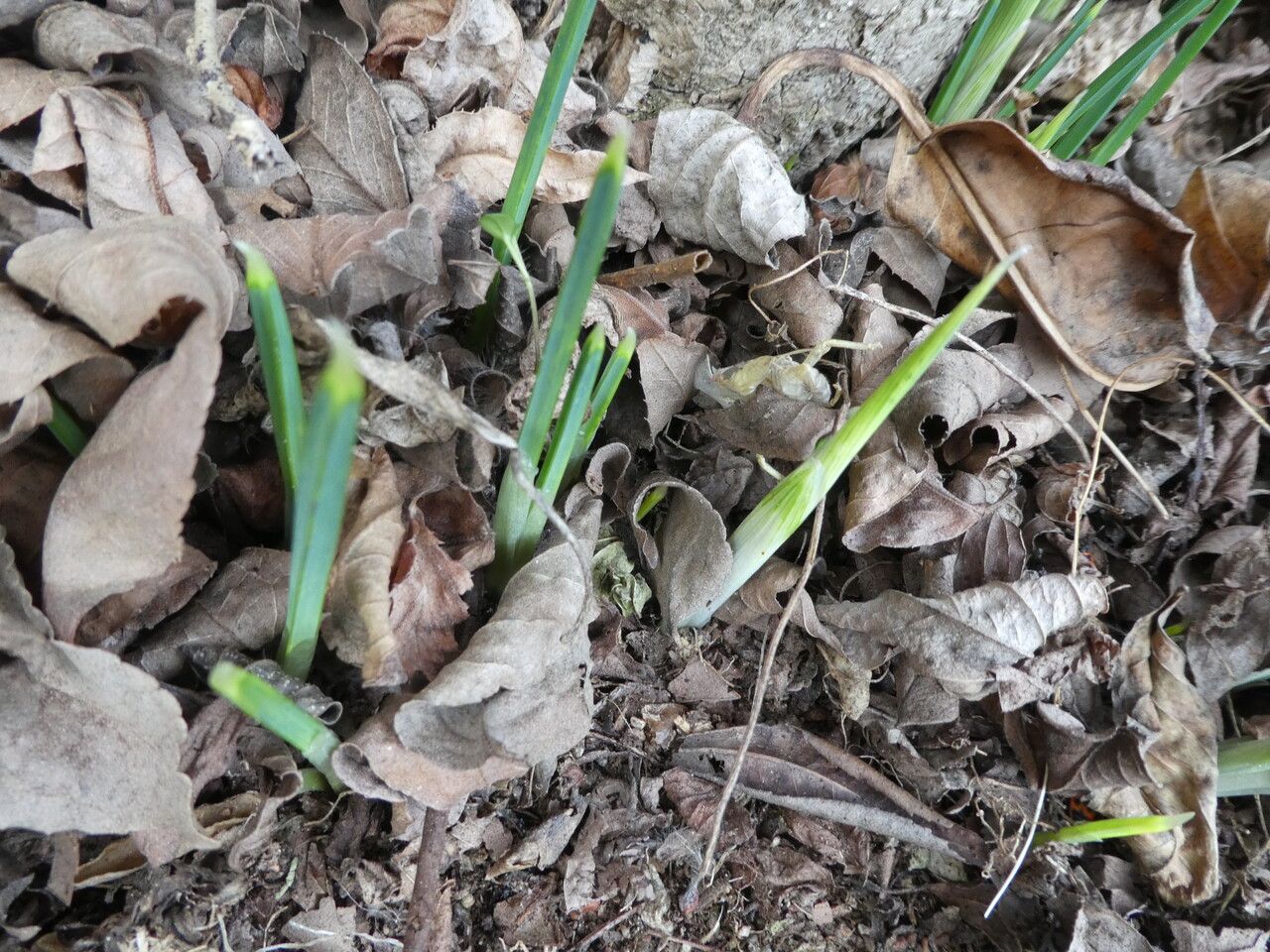 Iris reticulata bark