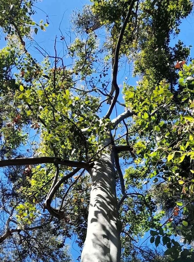Corymbia torelliana — search result for 'Eucalyptus'