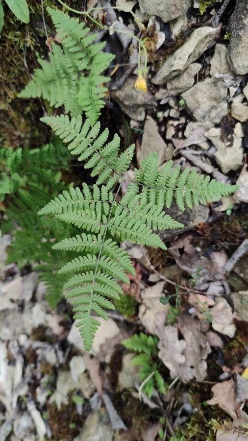Gymnocarpium robertianum leaf