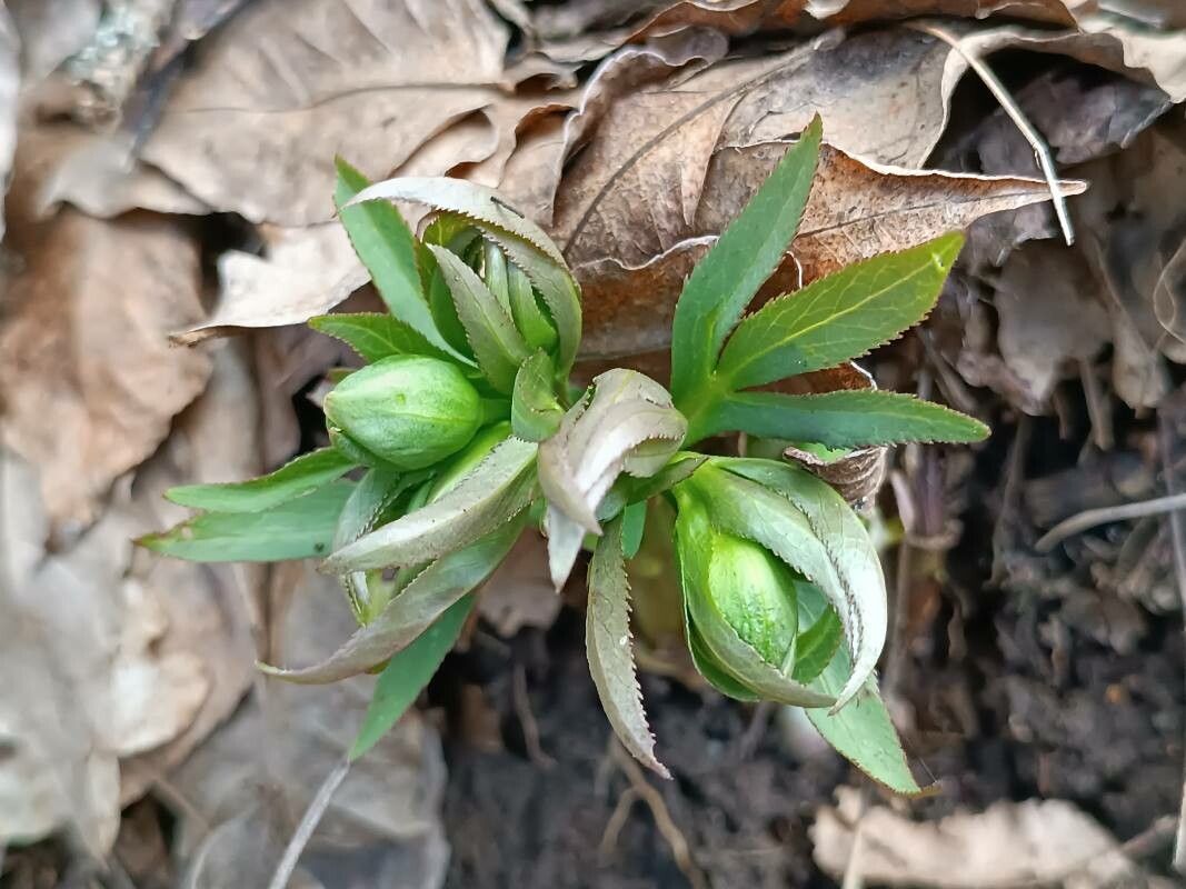 Helleborus dumetorum flower