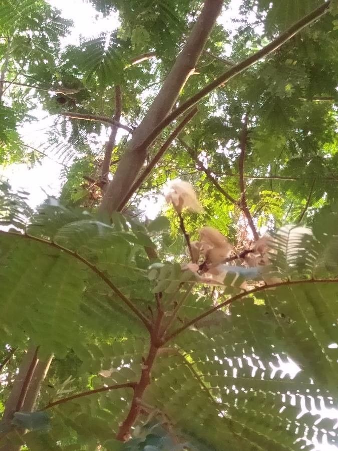 Serianthes myriadenia flower