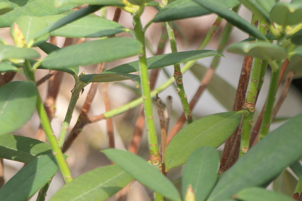 Rhododendron pingianum bark