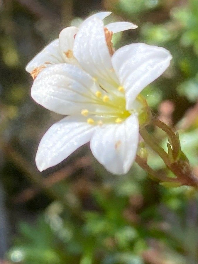 Saxifraga fragilis flower
