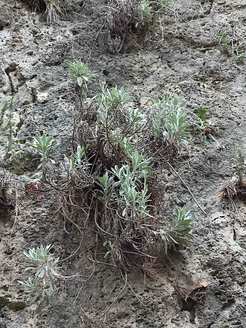 Helichrysum crassifolium habit