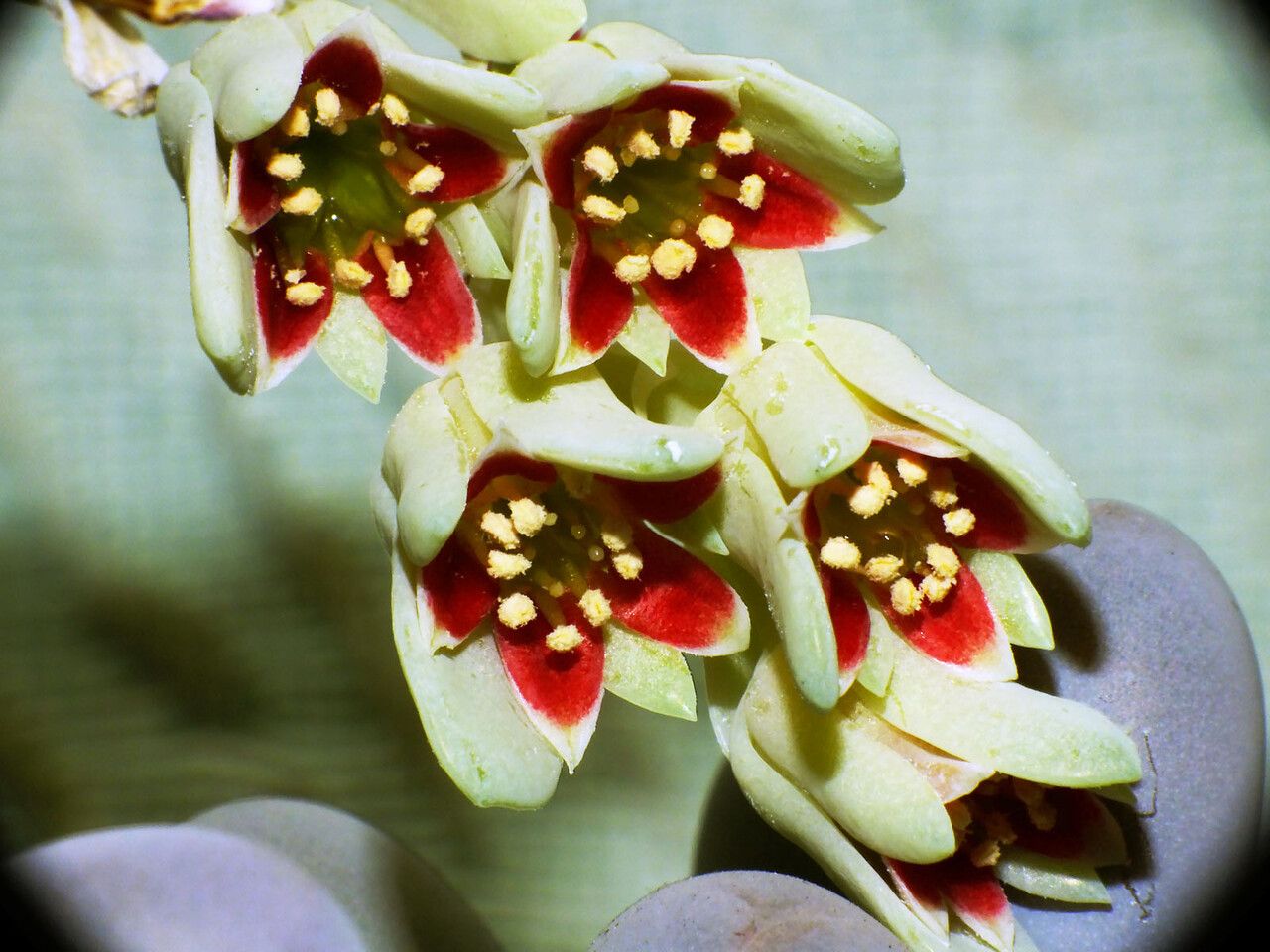 Pachyphytum oviferum flower