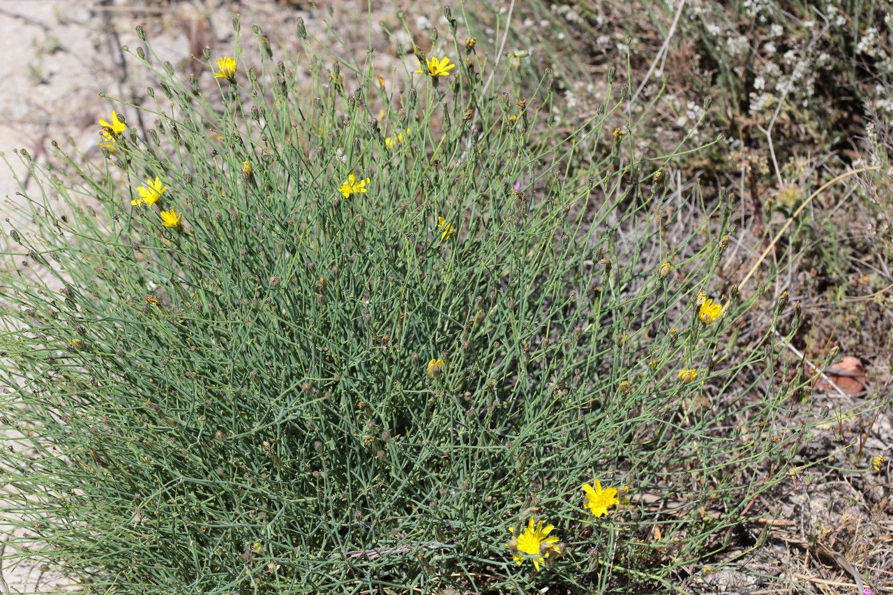 Launaea fragilis bark