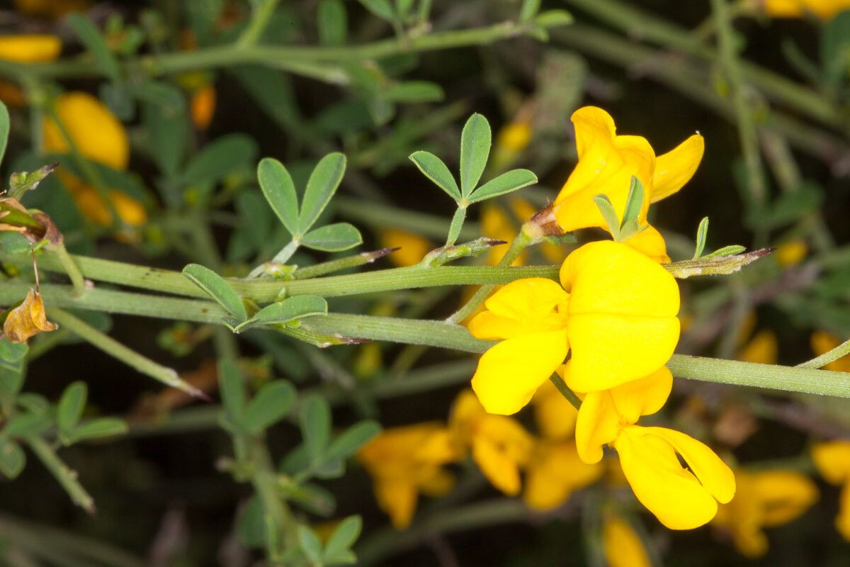 Calicotome spinosa flower