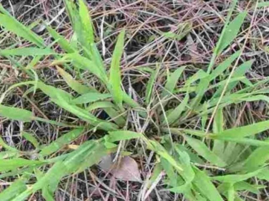 Ehrharta erecta leaf