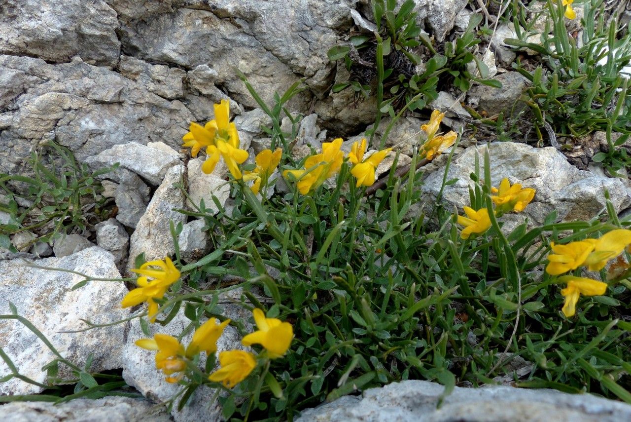 Genista delphinensis habit