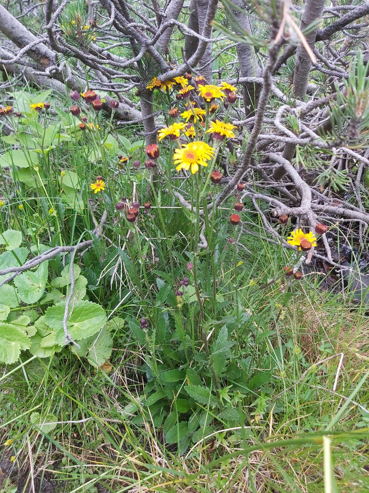 Jacobaea pancicii habit