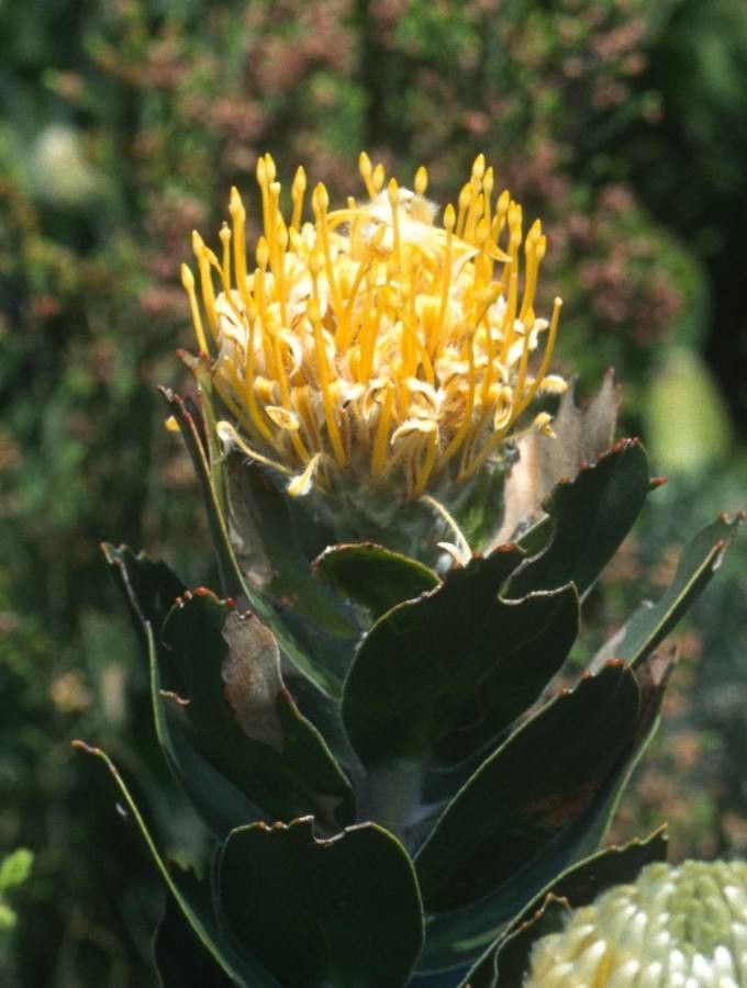 Leucospermum conocarpodendron flower