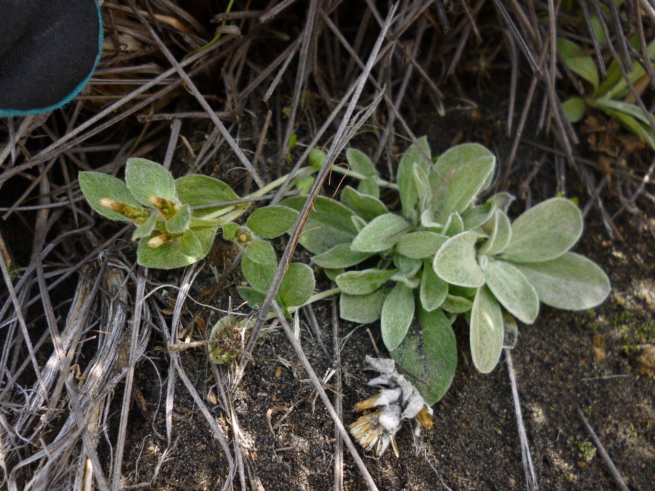 Mniodes santanica — houseplant care guide