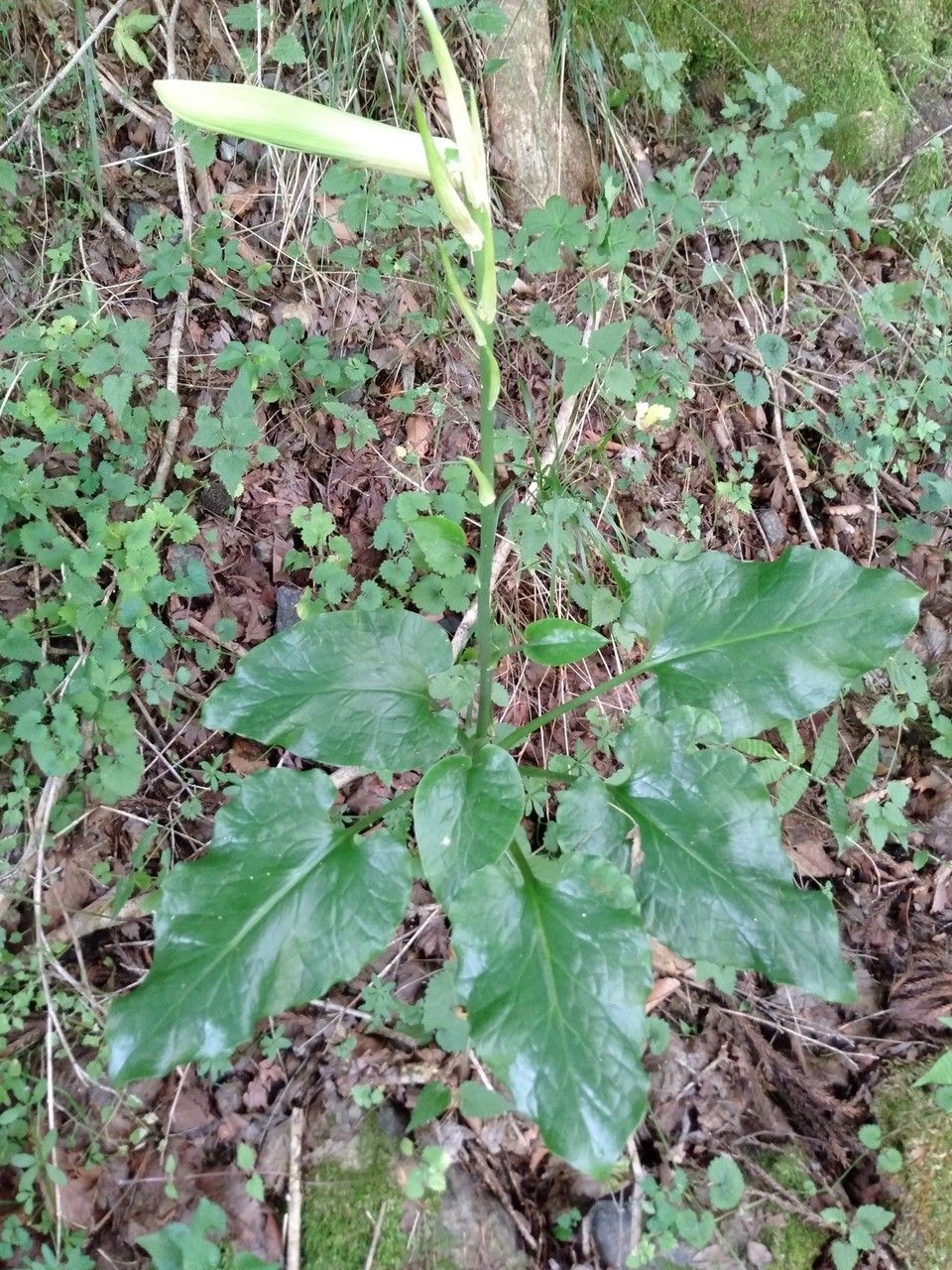 Cardiocrinum cordatum — related species from the same genus