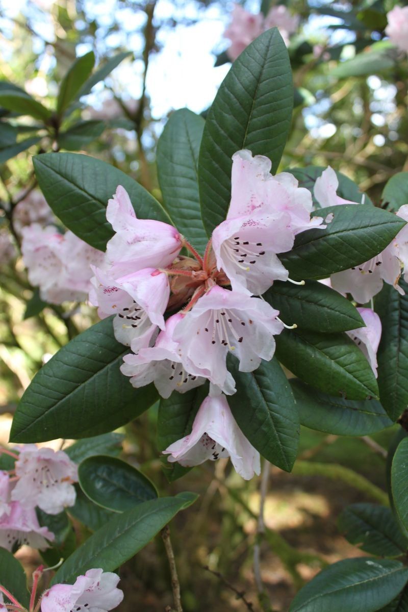 Rhododendron spilotum — houseplant care guide
