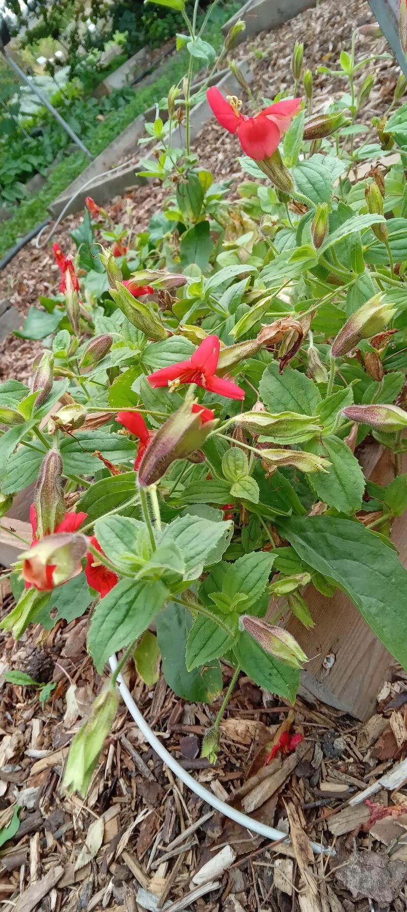 Mimulus cardinalis habit