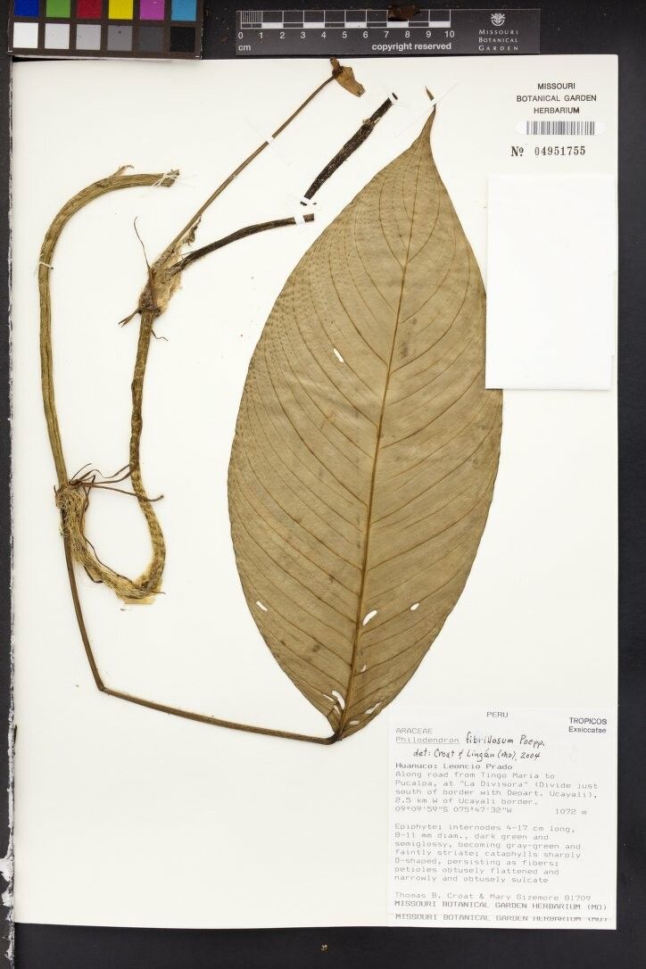 Philodendron fibrillosum — houseplant care guide