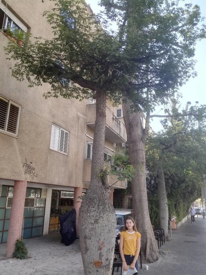 Ceiba glaziovii habit