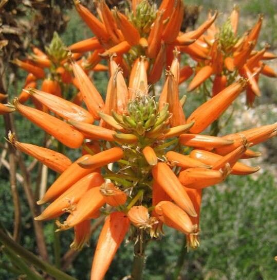 Aloe dewinteri flower
