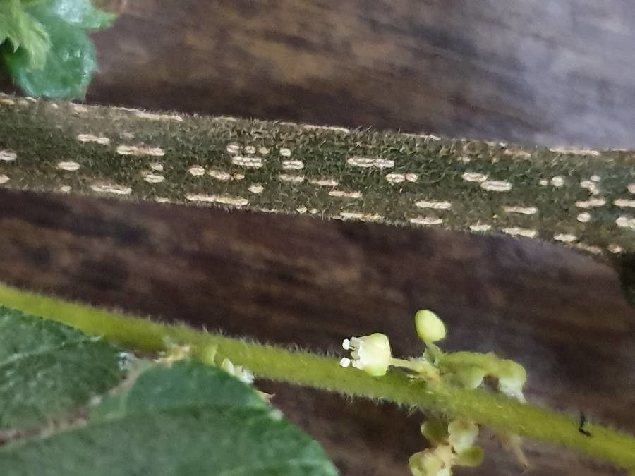 Allophylus rubifolius bark