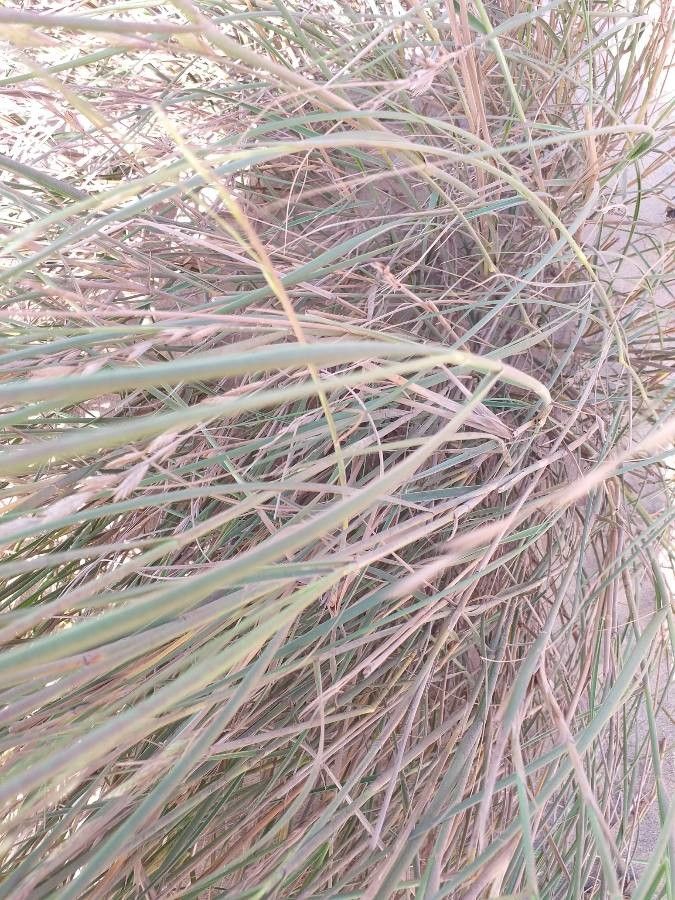 Halopyrum mucronatum — search result for 'Egypt'