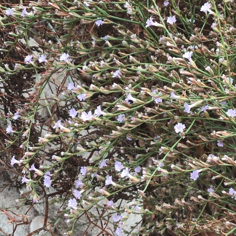 Limonium perplexum flower