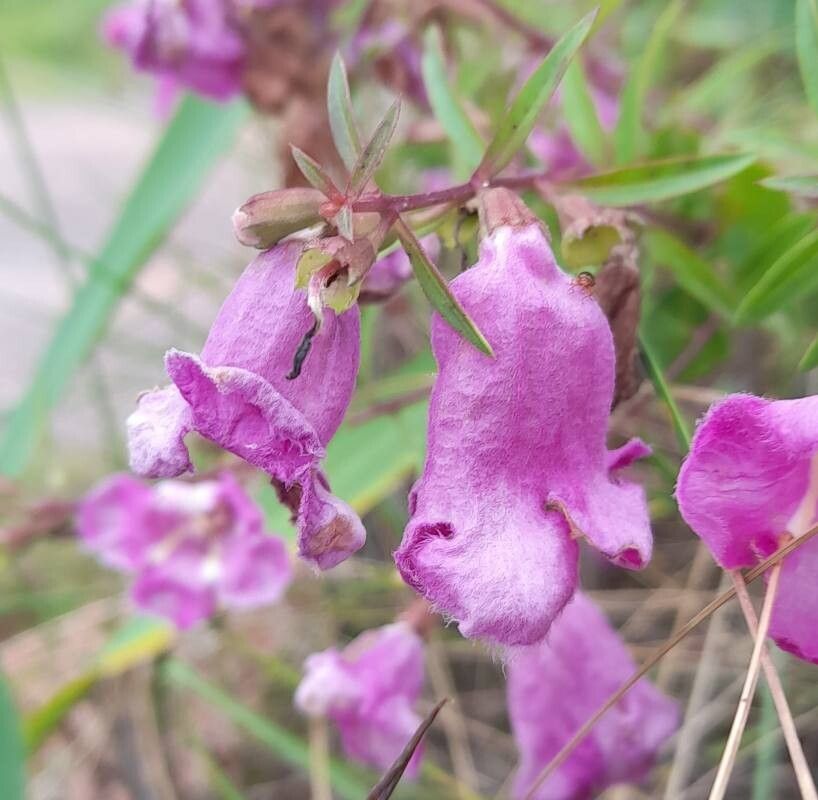 Agalinis genistifolia flower