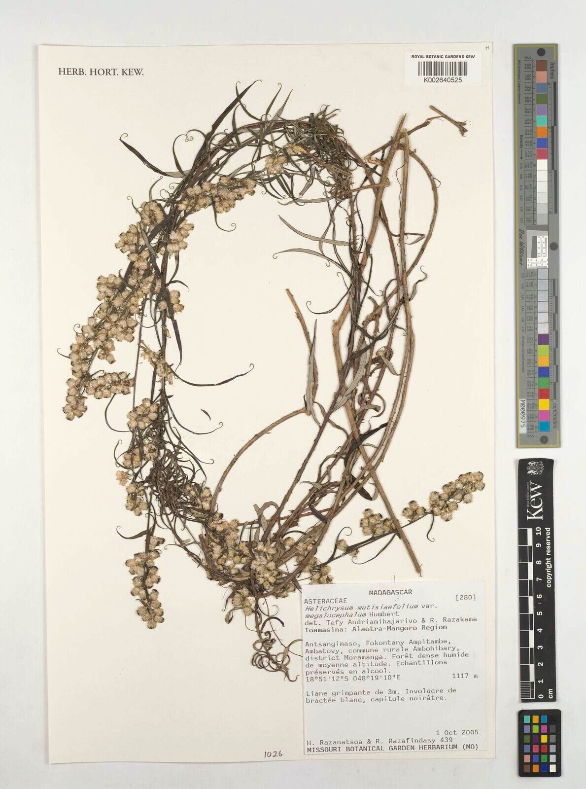 Helichrysum mutisiifolium — houseplant care guide