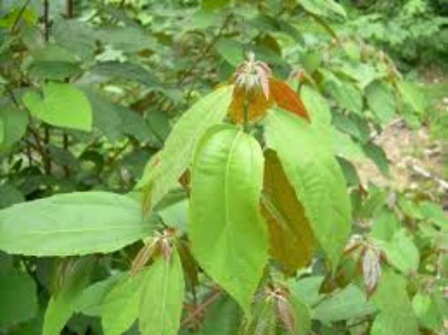 Alchornea triplinervia leaf