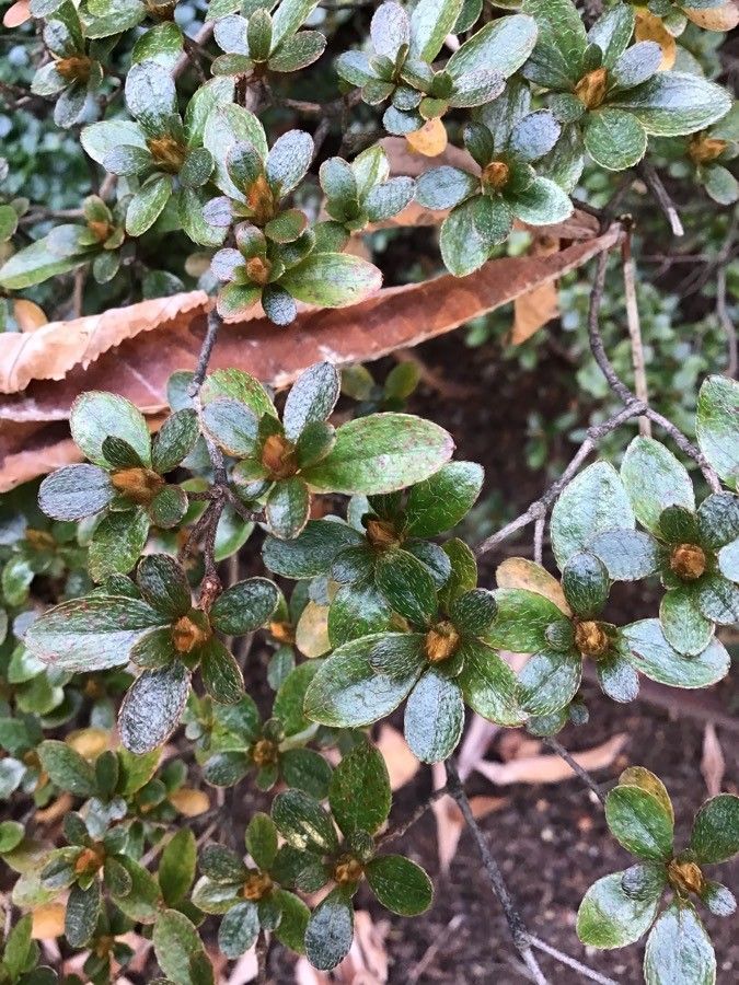 Rhododendron obtusum leaf