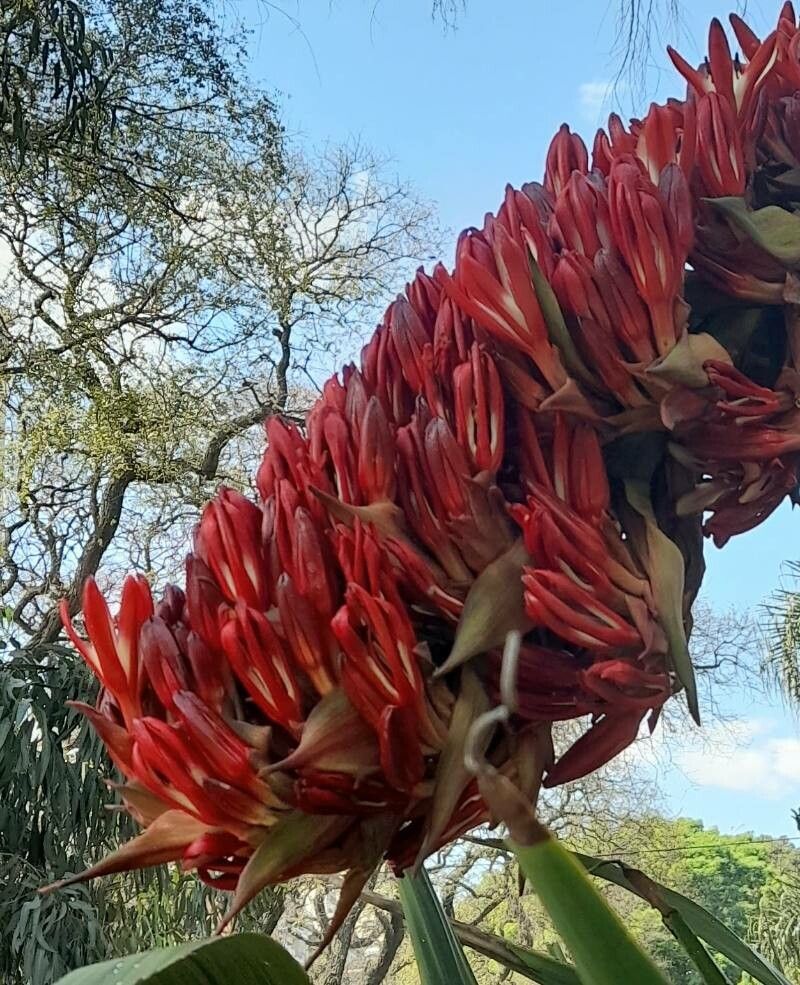 Doryanthes palmeri flower