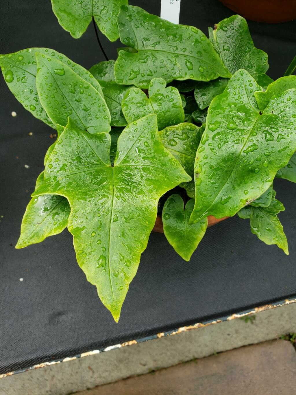 Hemionitis ludens — houseplant care guide