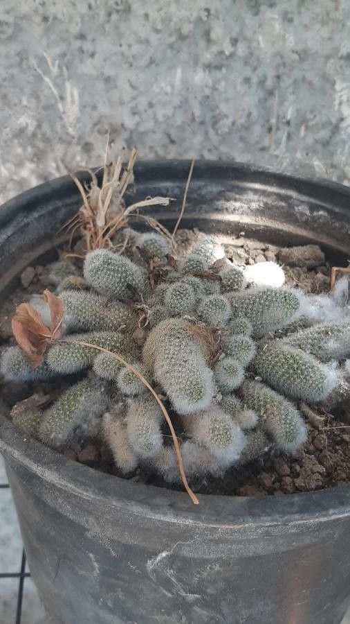 Mammillaria pottsii flower