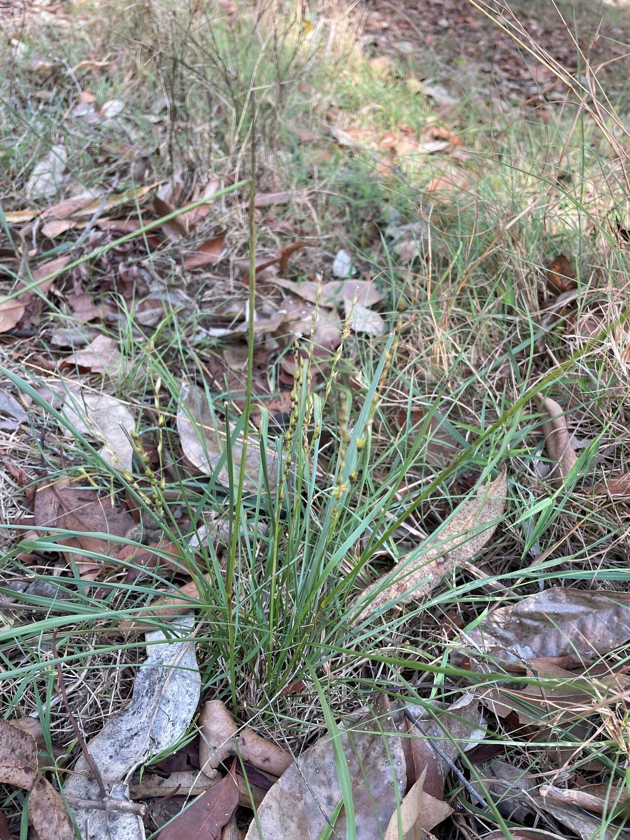 Alloteropsis semialata habit