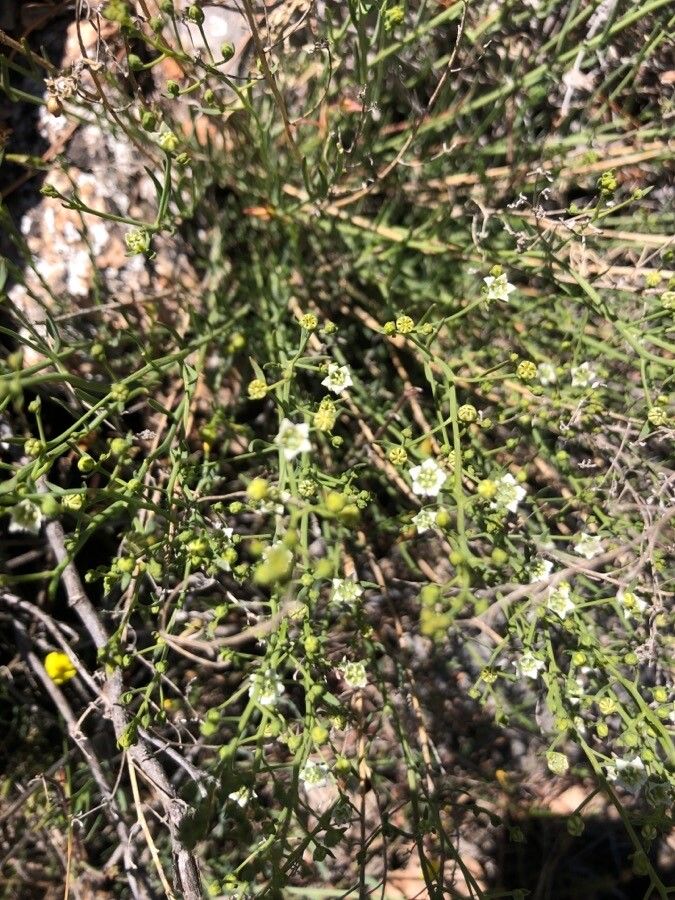 Thesium humifusum — search result for 'Thesium'