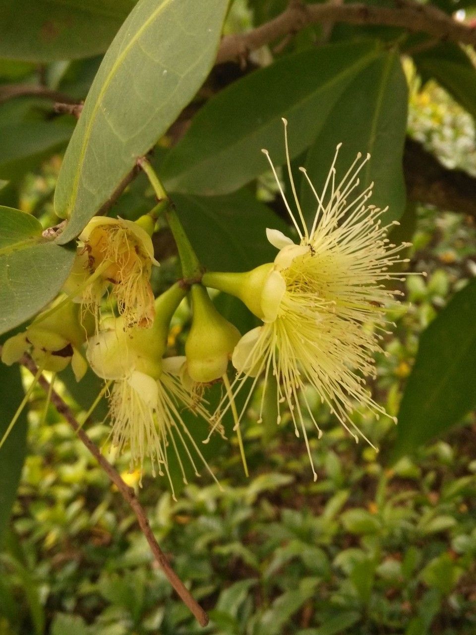 Syzygium samarangense flower