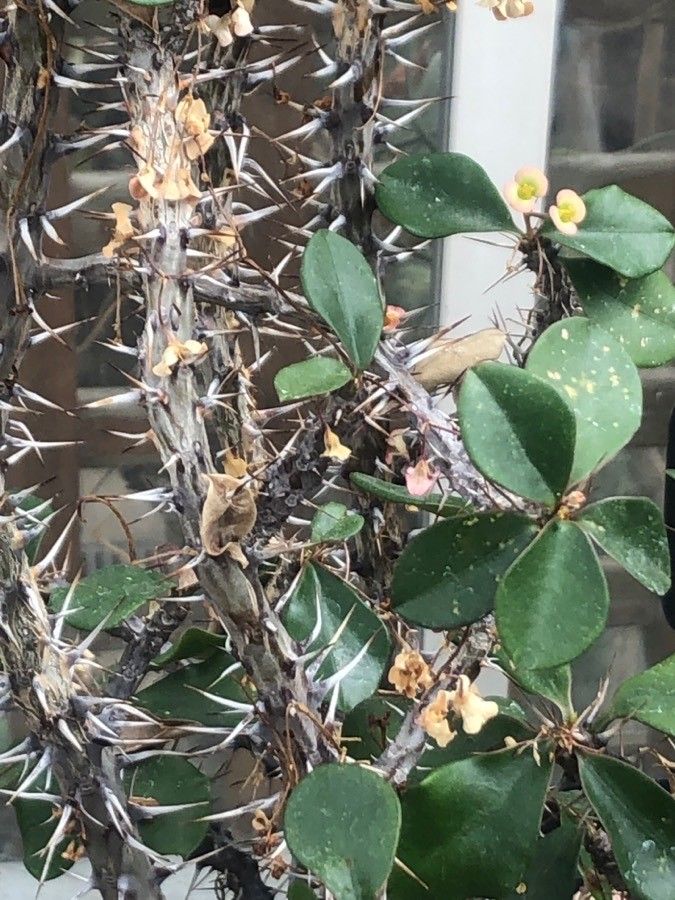 Euphorbia delphinensis bark