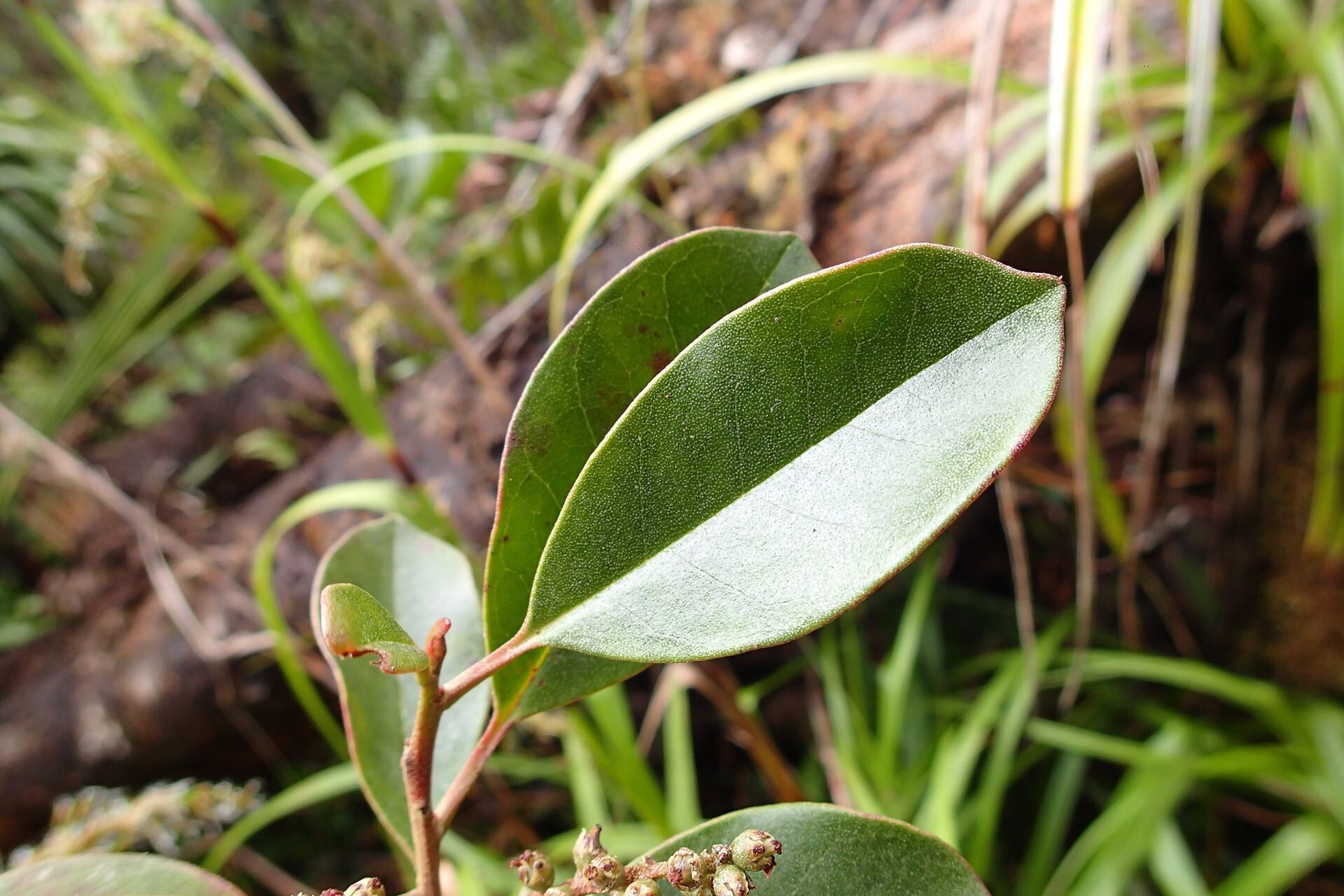 Quintinia sessiliflora — houseplant care guide