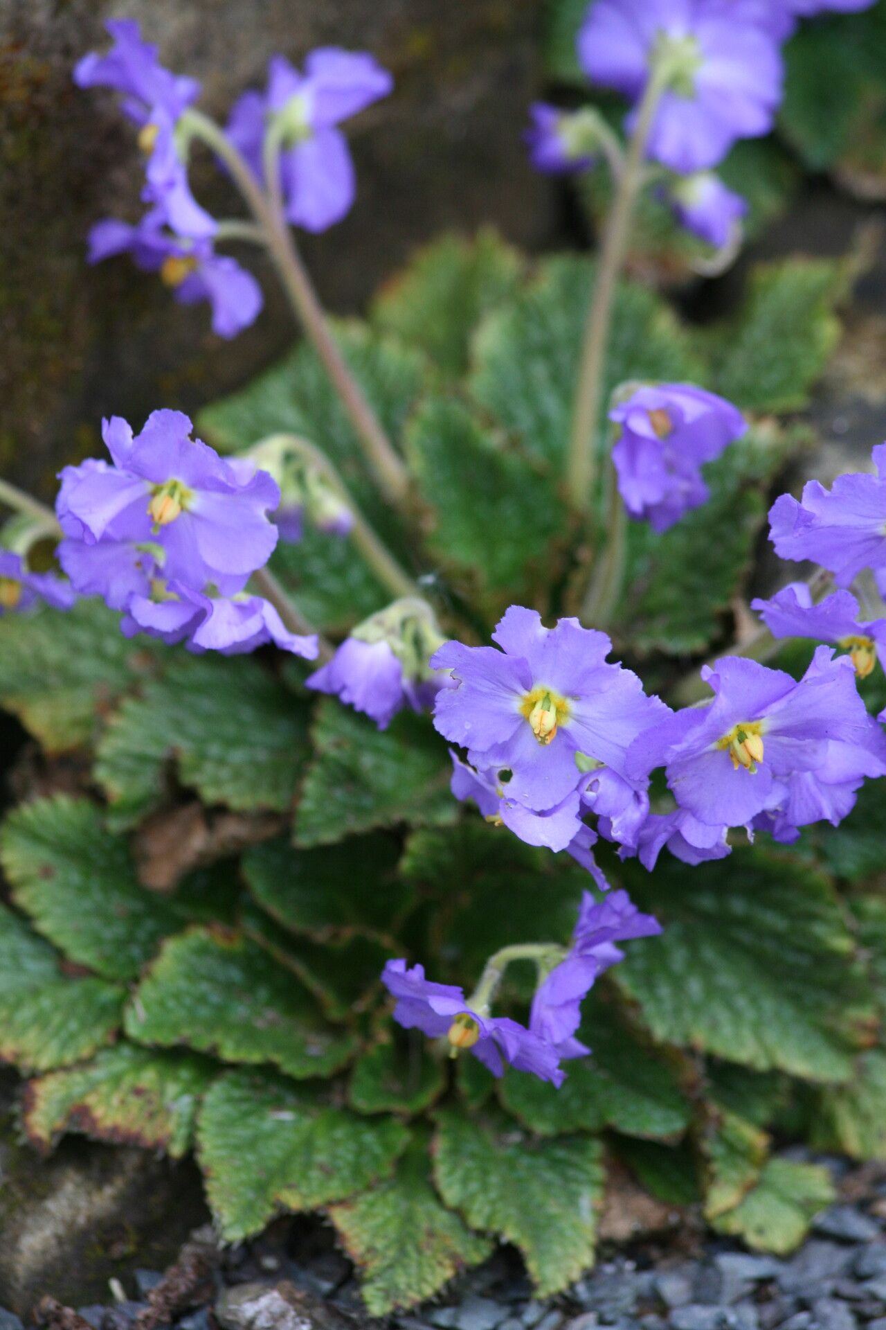 Ramonda nathaliae — related species from the same genus