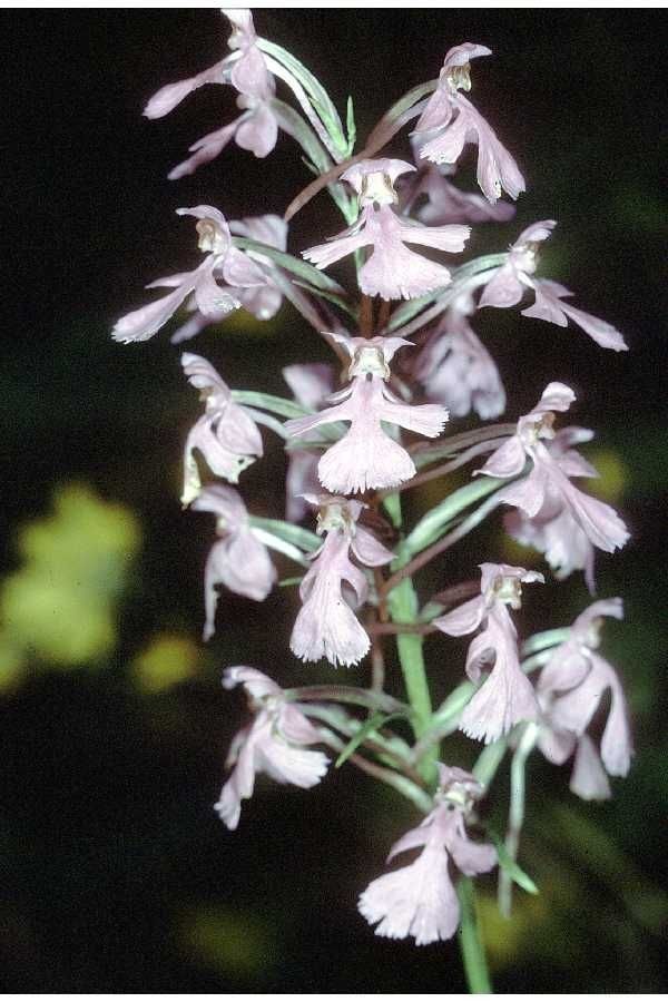 Platanthera peramoena — search result for 'Platanthera'