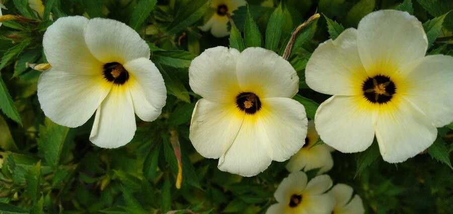 Turnera subulata flower