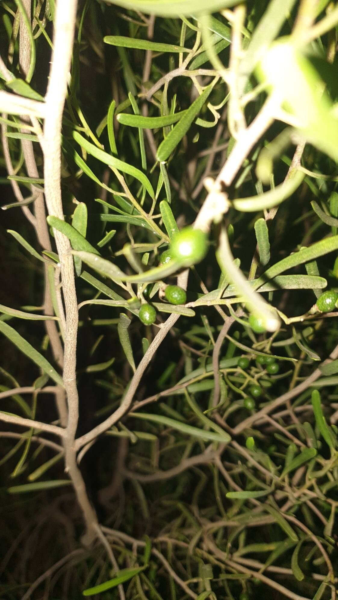 Geijera linearifolia bark