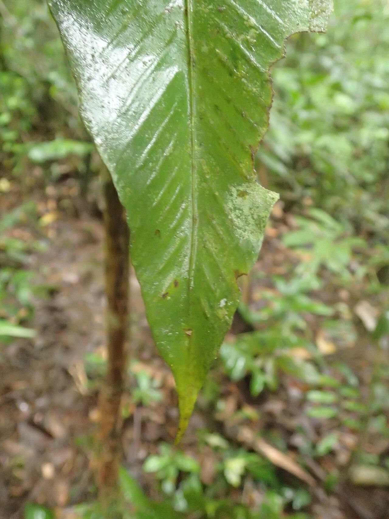 Asplenium currorii — houseplant care guide