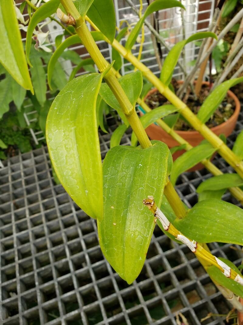 Dendrobium stratiotes — houseplant care guide